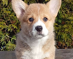 Собаки в Печоре: Щенки вельш корги пемброк Девочка, 50 000 руб. - фото 2