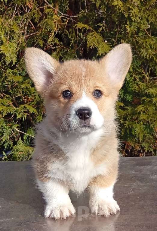 Собаки в Печоре: Щенки вельш корги пемброк Девочка, 50 000 руб. - фото 2