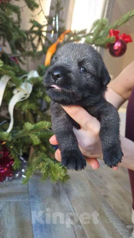 Собаки в Барнауле: Щенок Миттельшнауцера Девочка, 45 000 руб. - фото 2