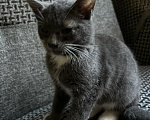 Кошки в Клине: Котята в добрые руки Разнополые, Бесплатно - фото 1