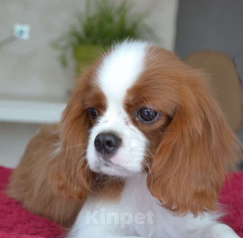 Собаки в Краснодаре: Очаровательный малыш кавалерчик Мальчик, 50 000 руб. - фото 1