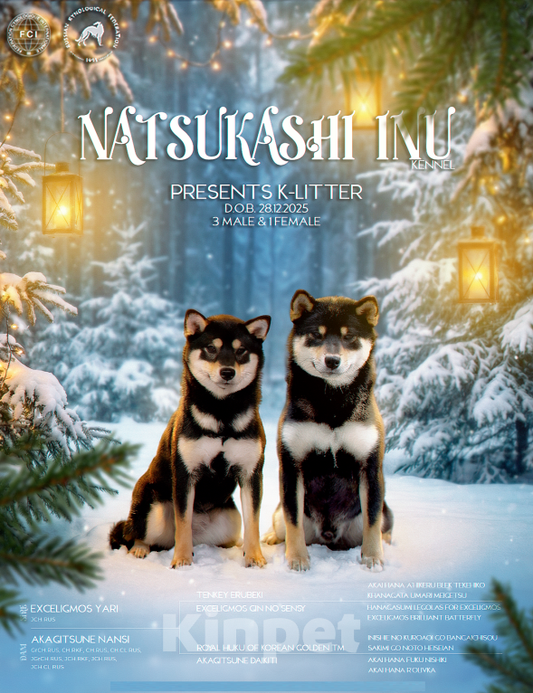 Собаки в других городах Московской области: Щенок мальчик Сиба-Ину (фиолетовый ошейник) Мальчик, 100 000 руб. - фото 3