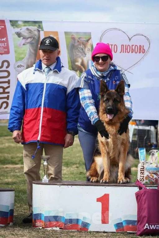 Собаки в Юрге: Щенки немецкой овчарки с документами РКФ Мальчик, Бесплатно - фото 4