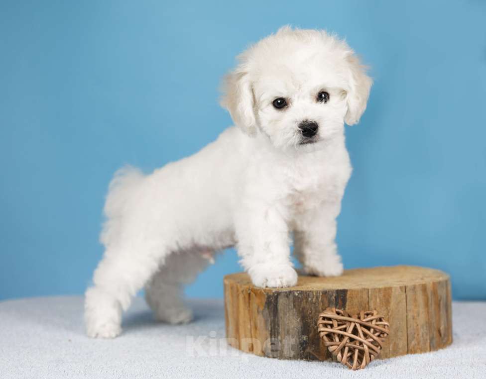 Собаки в Нижнем Новгороде: Щенки Бишон фризе Мальчик, Бесплатно - фото 3