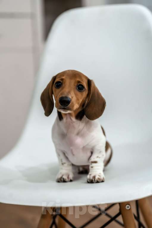 Собаки в других городах Московской области: Кроличья такса, пайнболд, Американский окрас Мальчик, 200 000 руб. - фото 1