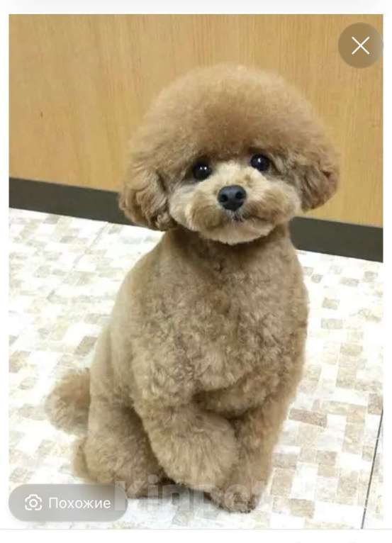 Собаки в Санкт-Петербурге: Очаровательная девочка той пуделя Девочка, Бесплатно - фото 10