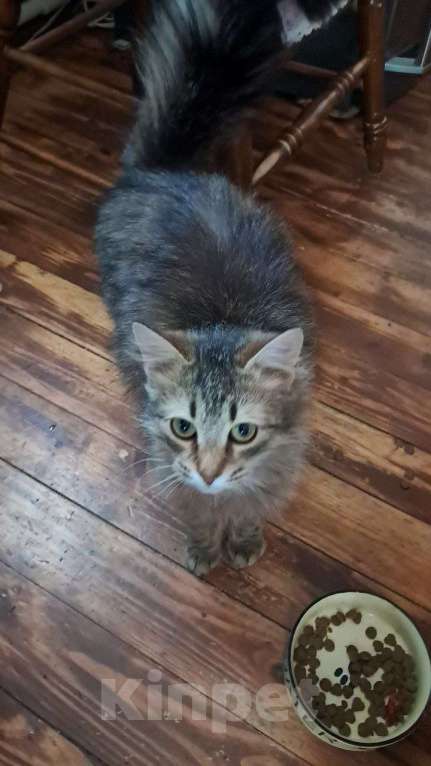 Кошки в Калуге: Котёнок Мальчик, Бесплатно - фото 2