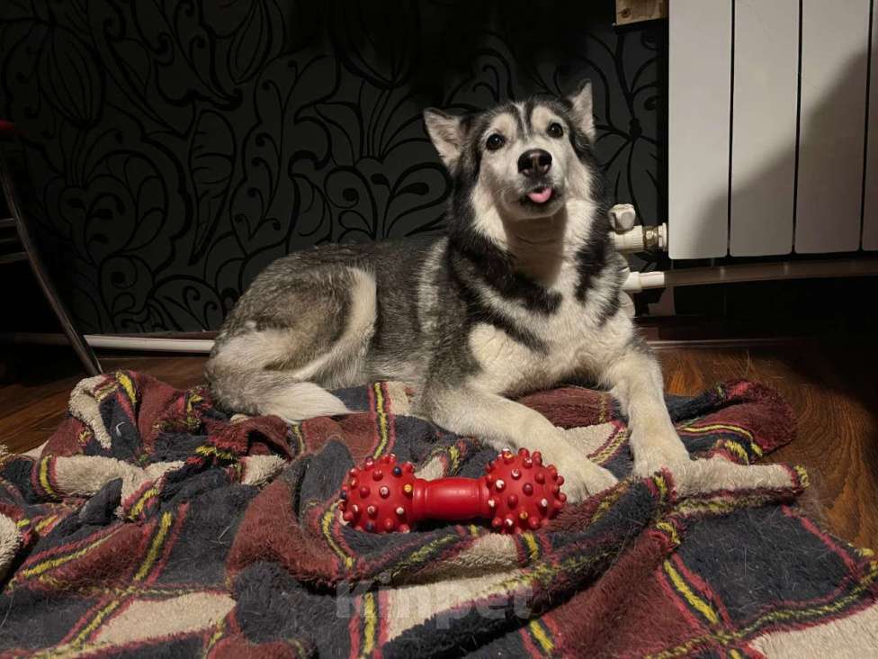 Собаки в Москве: Отдам собаку в добрые руки Девочка, Бесплатно - фото 3