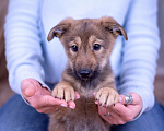 Собаки в Ногинске: Коко - щенок в поисках дома Девочка, Бесплатно - фото 2