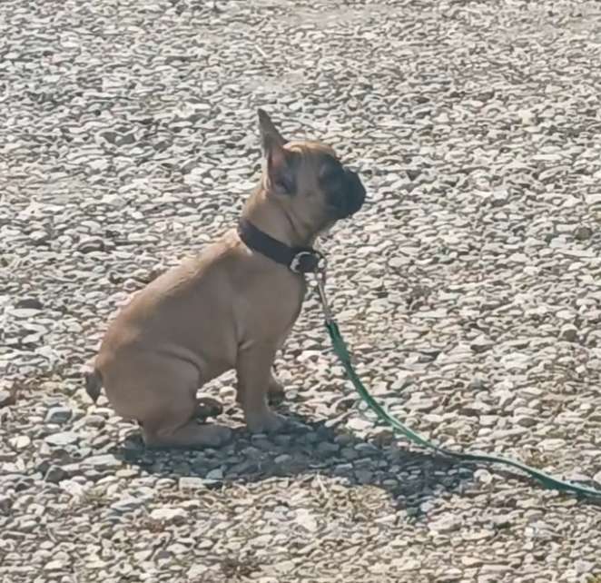 Собаки в Москве: Рыжая девчушка Девочка, 40 000 руб. - фото 5