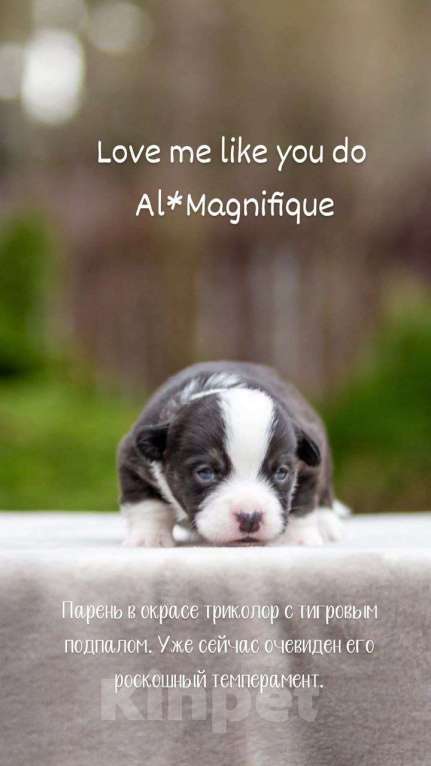 Собаки в Москве: Открыто бронирование Мальчик, Бесплатно - фото 7