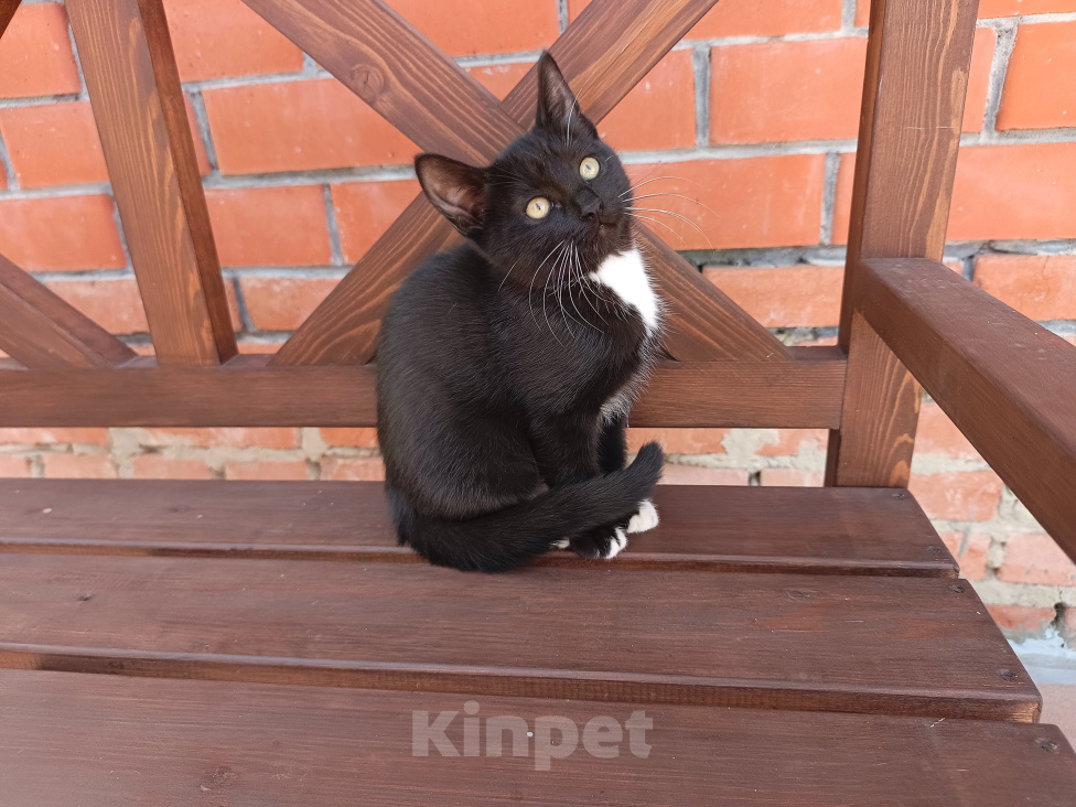 Кошки в Воронеже: Котёнок девочка с доставкой Девочка, Бесплатно - фото 2