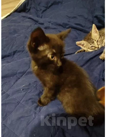 Кошки в Волгограде: котёнок в добрые руки Девочка, Бесплатно - фото 1
