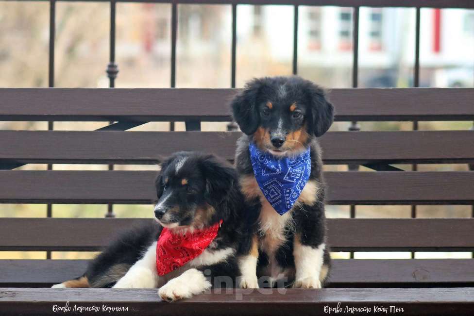 Собаки в Рязани: Маленькая овчарка. Мас. Мальчик, Бесплатно - фото 8