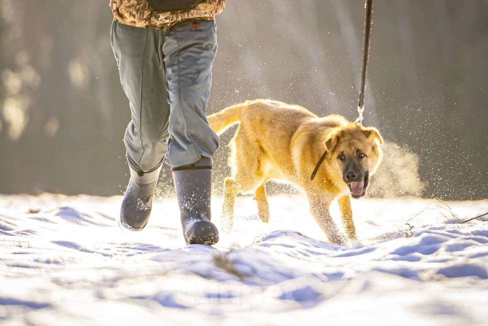 Собаки в Клине: Реджи — шаловливый пёсик Мальчик, Бесплатно - фото 4