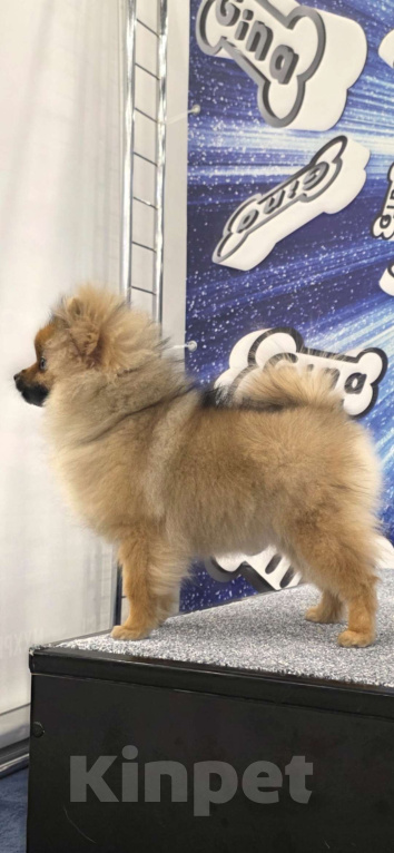 Собаки в Санкт-Петербурге: щенок померанского шпица Девочка, 60 000 руб. - фото 2