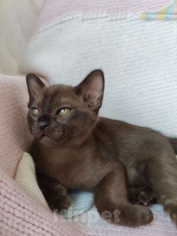 Кошки в Москве: Бурма-малыш ждёт свою семью Мальчик, 45 000 руб. - фото 4