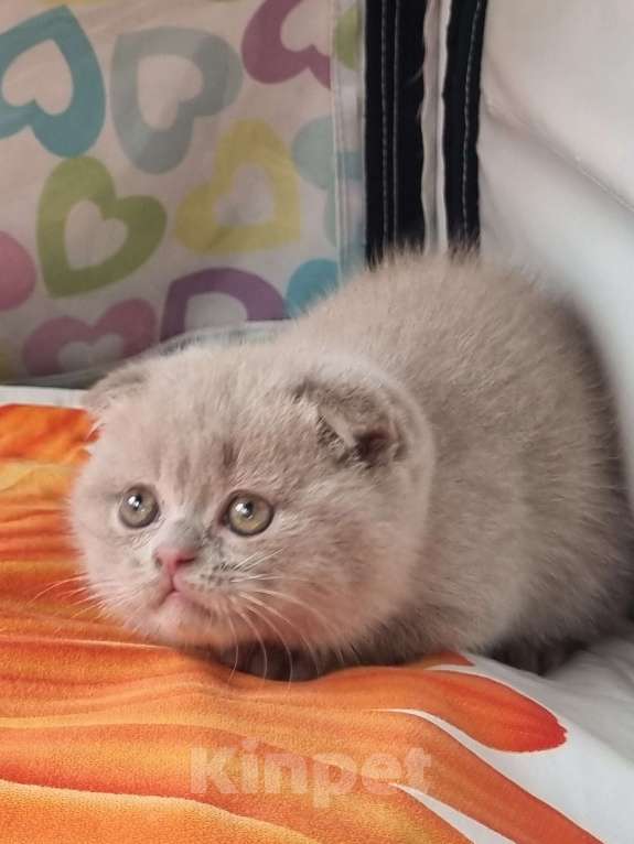 Кошки в Москве: Голубого окраса мальчик  Мальчик, 15 000 руб. - фото 8