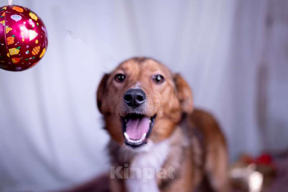 Собаки в других городах Московской области: Коржик в добрые руки Мальчик, Бесплатно - фото 2