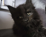 Кошки в Москве: Мейнкун Мальчик, 45 000 руб. - фото 2