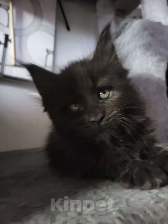 Кошки в Москве: Мейнкун Мальчик, 45 000 руб. - фото 2