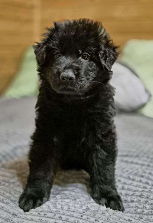 Собаки в других городах Московской области: Немецкая овчарка длинношёрстная Мальчик, 60 000 руб. - фото 2