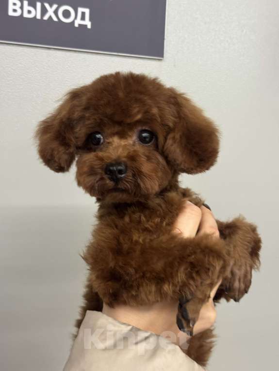 Собаки в Ейске: Продаю щенков Тедди пудель, импорт Китай🇨🇳, девочка 9 месяцев, мальчик 11 месяцев  Девочка, 270 000 руб. - фото 3