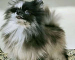 Собаки в Новокузнецке: Мальчик - Померанчик! Мальчик, 30 000 руб. - фото 3
