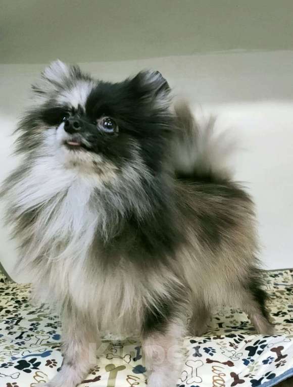 Собаки в Новокузнецке: Мальчик - Померанчик! Мальчик, 30 000 руб. - фото 3