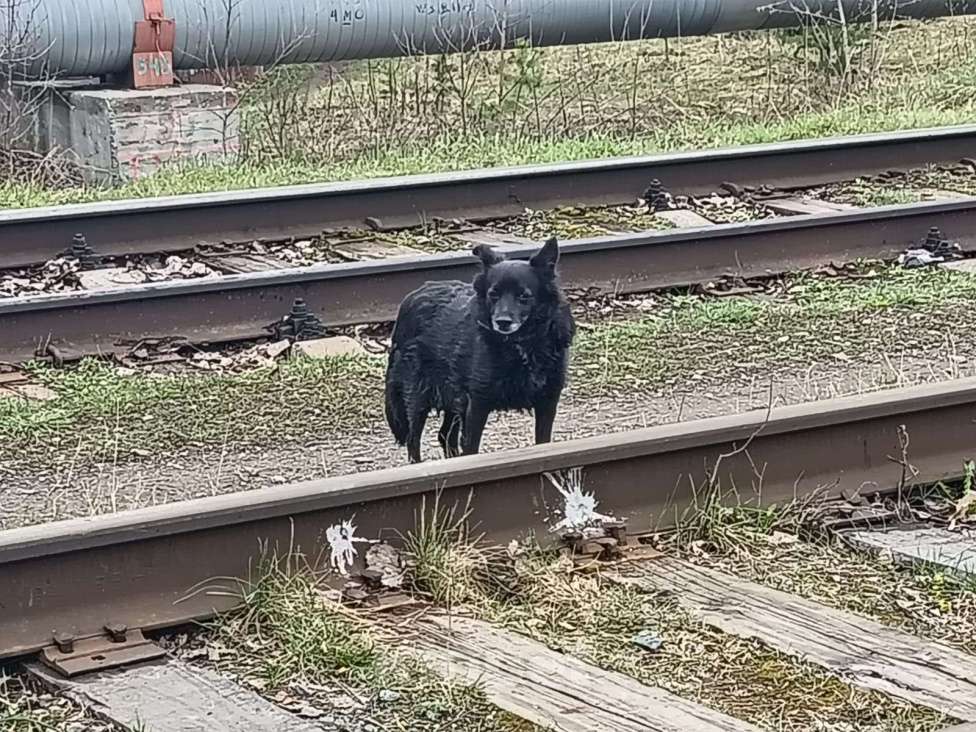 Собаки в Перми: Бегает собака в ошейнике Мальчик, Бесплатно - фото 3