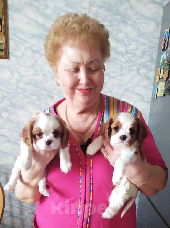 Собаки в Москве: Щенки Кавалер Кинг Чарльз спаниеля Мальчик, 70 000 руб. - фото 1