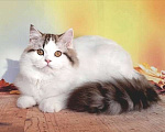 Кошки в Самаре: кот Кристал Мальчик, 15 000 руб. - фото 3