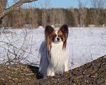 Собаки в Уфе: Папийон для вязки, 25 000 руб. - фото 2