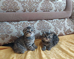 Кошки в Колпашево: Шотландские вислоухие котята, 6 000 руб. - фото 1