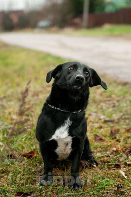 Собаки в Москве: Записка, дерево и брошенная такса — история Найды Девочка, Бесплатно - фото 8