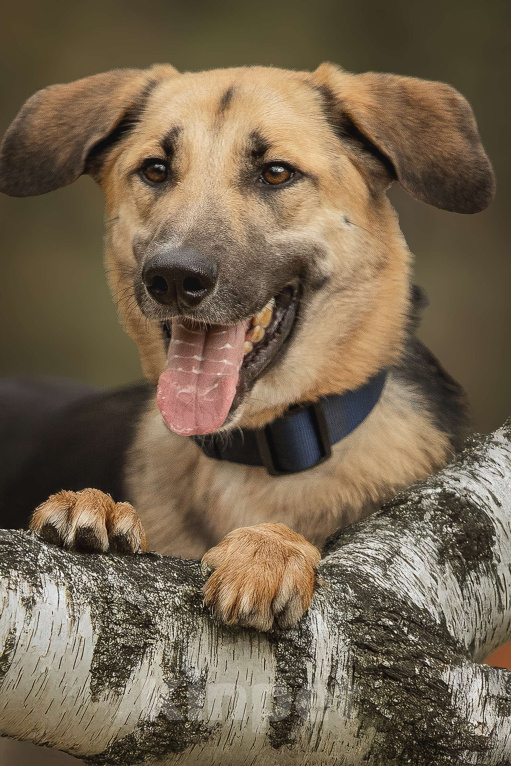 Собаки в Москве: Тотошка Мальчик, Бесплатно - фото 2
