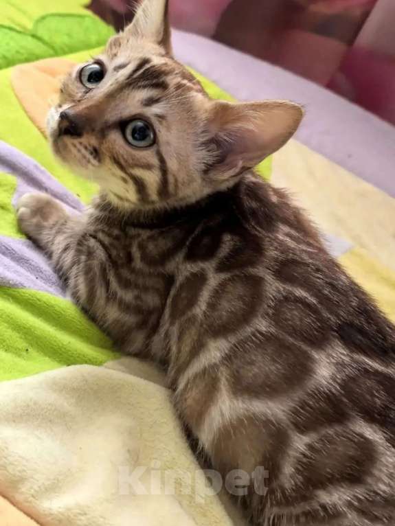 Кошки в Ельце: Снежные эксклюзивчики Мальчик, Бесплатно - фото 3