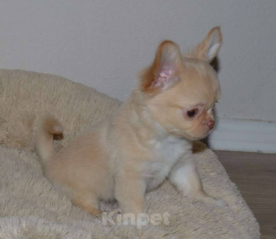 Собаки в Москве: Длиношерстная девочка чихуа ,РКФ Девочка, 60 000 руб. - фото 3