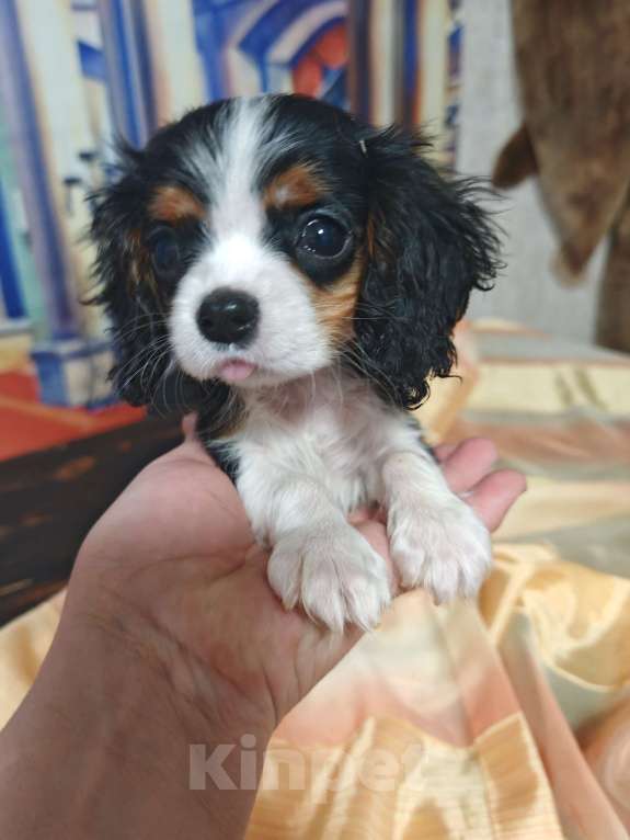 Собаки в Санкт-Петербурге: Щенки кавалер кинг чарльз спаниель Девочка, 70 000 руб. - фото 4