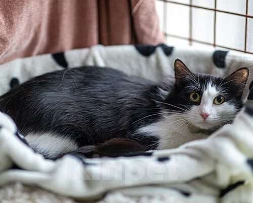 Кошки в Москве: Эрсетта, 2020 год Девочка, Бесплатно - фото 2