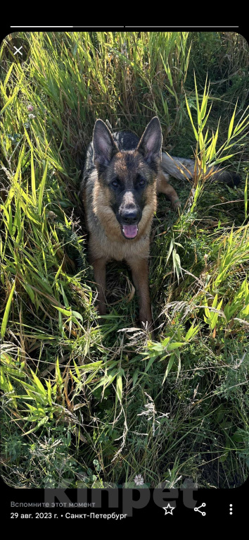 Собаки в Рязани: Срочно!Спасти овчарку! Только в любящие руки Девочка, Бесплатно - фото 3