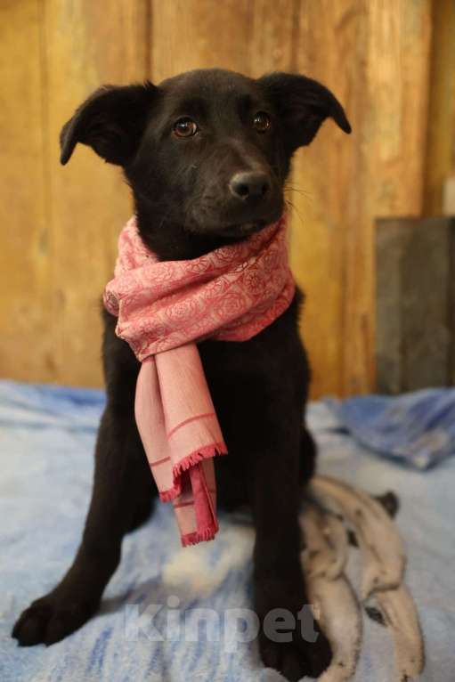 Собаки в Москве: Щенки метисы лабрадора и овчарки в добрые руки Девочка, Бесплатно - фото 4
