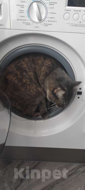 Кошки в Москве: Кошечка ищет нового хозяина Девочка, Бесплатно - фото 2