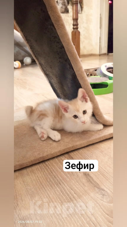 Кошки в Волгограде: Курильский бобтейл котенок Мальчик, 30 000 руб. - фото 6