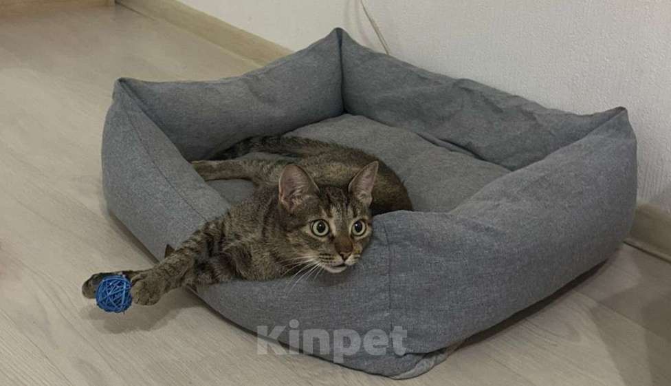 Кошки в Москве: Молодая кошечка Анфисочка ищет добрые ручки Девочка, Бесплатно - фото 5