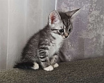 Кошки в Красногорске: Котенок в добрые руки Мальчик, Бесплатно - фото 2