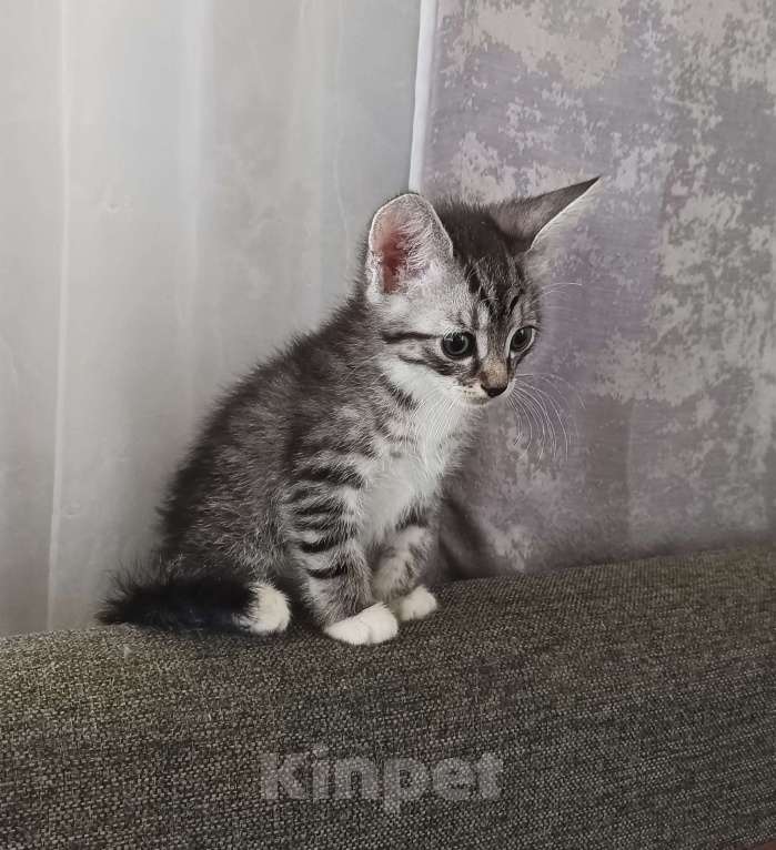 Кошки в Красногорске: Котенок в добрые руки Мальчик, Бесплатно - фото 2