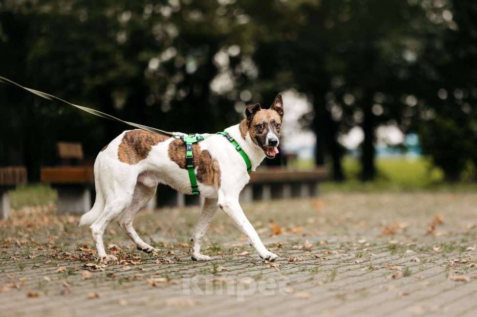 Собаки в Москве: Трогательный собакен ищет дом Мальчик, Бесплатно - фото 10