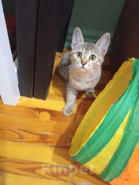 Кошки в Волжском: Котенку нужен дом Девочка, 100 руб. - фото 2