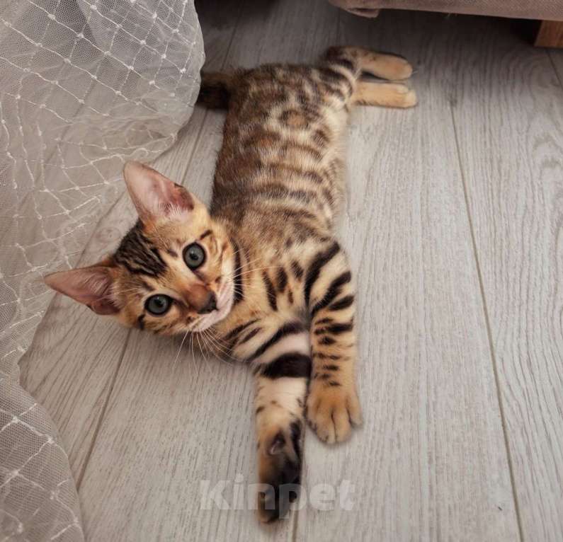 Кошки в Мытищах: Бенгальский котенок девочка Девочка, 65 000 руб. - фото 1